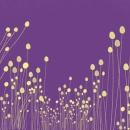 purple & yellow
