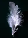 feather