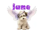 jane