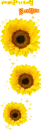 sun flower