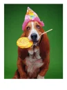 sdoggiescandy