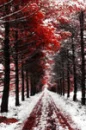 trees