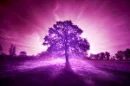 alsome tree