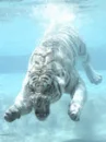 water tiger