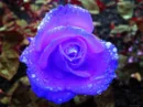 nice rose