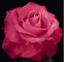 pink rose