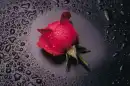 pink rose 2