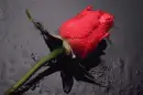 pink rose 3