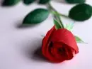 red rose