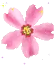 PINK FLOWER