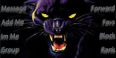 panther