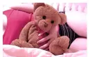 teddy 