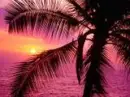tropical