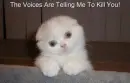 the voices are telling me to kill you