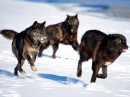 wolfs