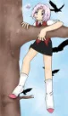 sarkura