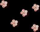 Cherry Blossoms