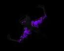 dark spirit