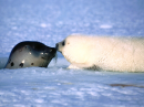 Seals