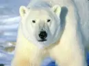 Polar bear