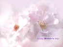 pink flower