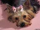 sweet puppies