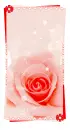 beautiful rose
