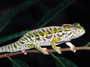 Chameleon