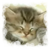 micetto