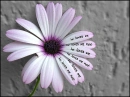 he loves me he loves me not