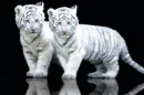 White Tiger Cubs