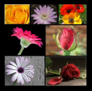 flowers collage 