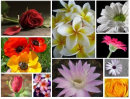 flowers collage 