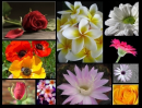 flowers collage 