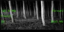 dark woods