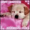 perro tierno