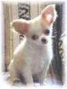 beige and white puppy