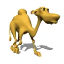 camel