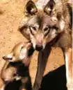 wolf