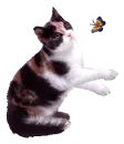 Cat and Butterfly