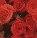 red roses