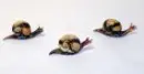 snails