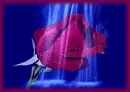 dew rose