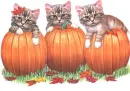 CATS AND PUMPKINS