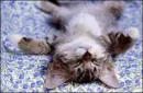 CUTE CAT