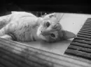 HARRY THE CAT