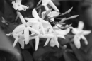 Jasmin