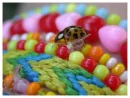 Colorfull