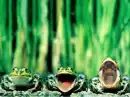 Frogs