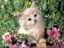 Kitty